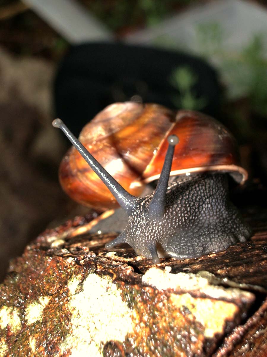 Tacheocampylaea tacheoides (Pollonera, 1909)